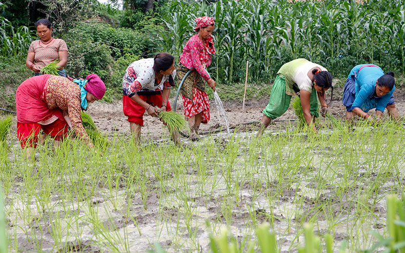 Paddy plantation completed in 60 percent cultivable land